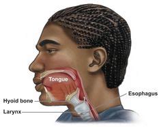 Hyoid Bone - Function, Location, Structure and Pictures