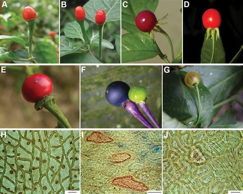 ﻿monograph Of Wild And Cultivated Chili Peppers Capsicum L Solanaceae