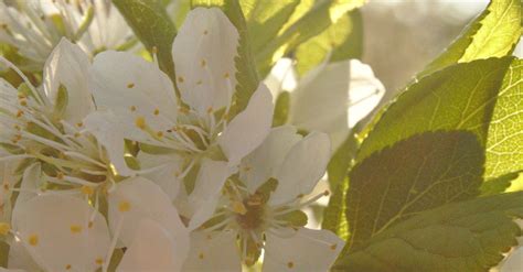 Free stock photo of plum bloom, plum blossom, plum blossoms