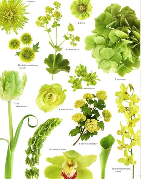 20 types of green flowers – Artofit