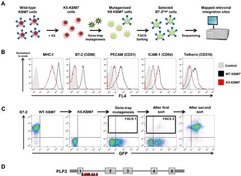 A Haploid Genetic Screen Identifies A Requirement For The PLP2 Gene In