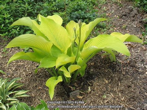 Photo Of The Entire Plant Of Hosta Sun Power Posted By Violaann