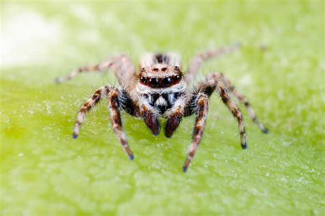 Common House Spider stock photo. Image of legs, arachnophobla - 5415572