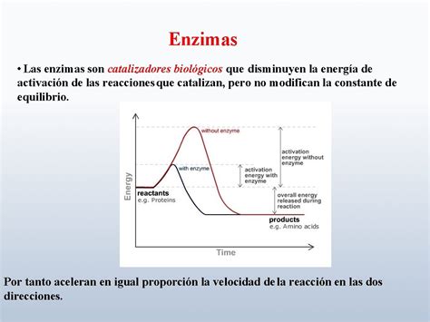 Actividad Enzimtica Enzimas Las Enzimas Son Catalizadores Biolgicos