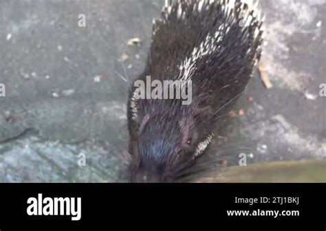 Adult Malayan Porcupine Or Himalayan Porcupine Hystrix Brachyura