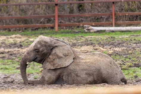 African Elephant at Howletts Zoo Stock Photo - Image of animal, howletts: 270531552