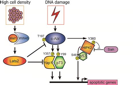 The Role Of Non Receptor Tyrosine Kinases C Abl And C Src Yosef Shaul