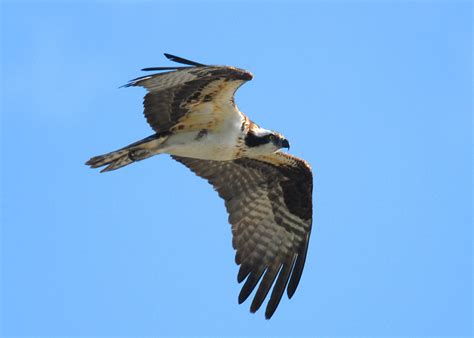 Birds Of Prey/Raptors - Nature & Wildlife Of Southern Ontario