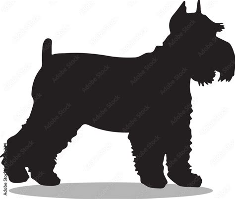 Schnauzers Silhouette Cute Schnauzers Vector Silhouette Cute