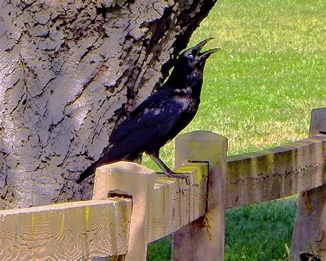 Cry Of The Crow Photograph By Andrew Lawrence Fine Art America