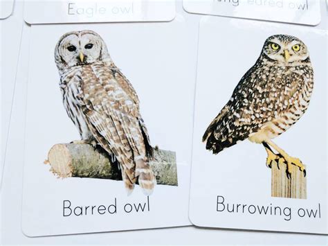 Classroom Animal Decor Owl Flash Cards - types of owl study cards - nu ...