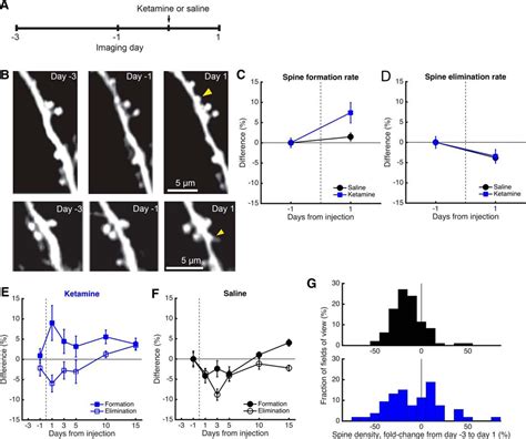 Longitudinal Effects Of Ketamine On Dendritic Architecture In Vivo In