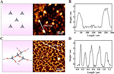 Target Mediated Self Assembly Of DNA Networks For Sensitive Detection