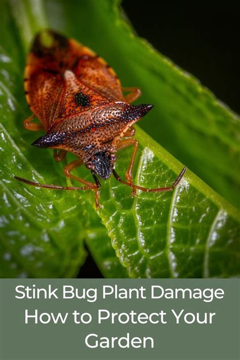 Stink Bug Plant Damage and How to Protect Your Garden