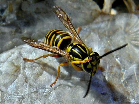 14 Common Wasps Hornets In Texas ID Guide Bird Watching HQ