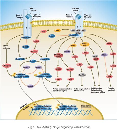 Tgf Beta Tgf β Signaling Transduction