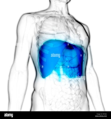 Human Respiratory System Diaphragm Anatomy Stock Photo - Alamy