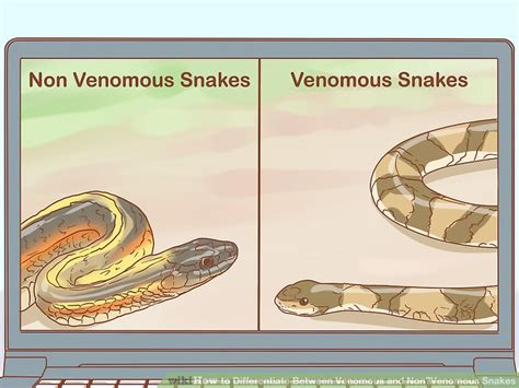 How To Differentiate Between Venomous And Non‐venomous Snakes Teachpedia