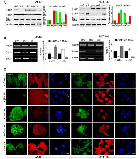 β And γ Actins In Neoplastic Cells Phenotype A Wb Analysis Of A549