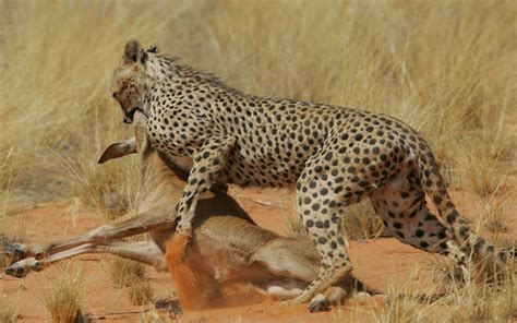 Cheetah The Biggest Animals Kingdom