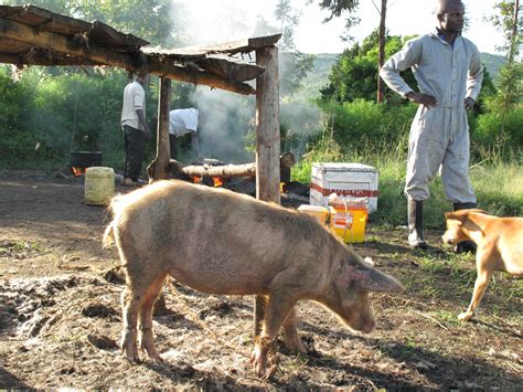 International Livestock Research Institute Ilri Cgiar