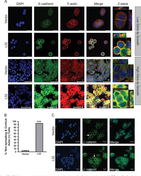 Figure From Over Expression Of Ephb Enhances Cell Cell Contacts