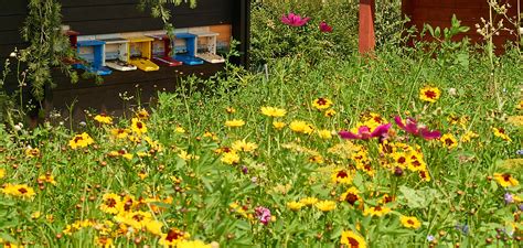 Das Bienenvolk Im Jahresverlauf Bio Imkerei Villiger