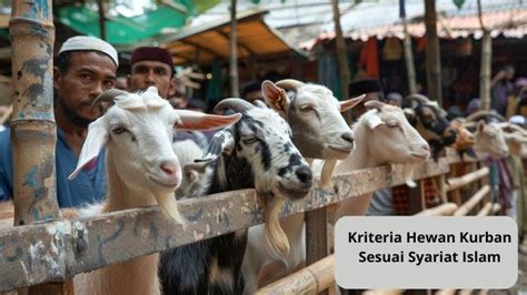 Kriteria Hewan Kurban Sesuai Syariat Islam Muslim Wajib Tahu Sebelum