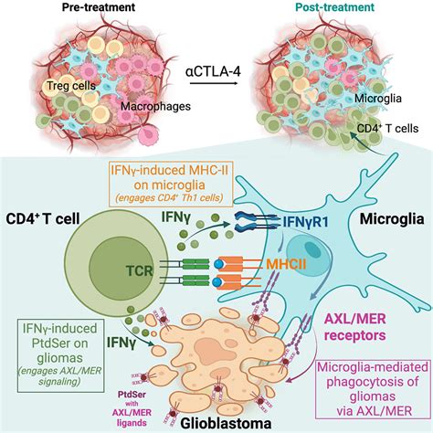 Ctla Blockade Induces A Microglia Th Cell Partnership That