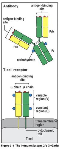 T Cell Maturation Flashcards Quizlet