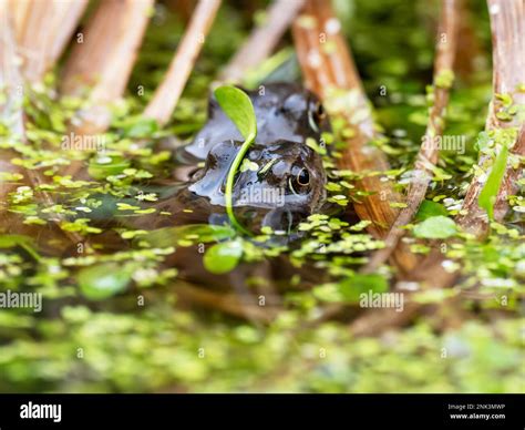 Common Frog Rana Temporaria In A Garden Pond In Ambleside Lake