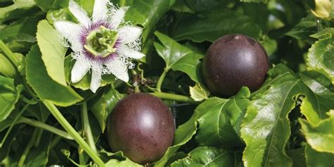 Maracujá Passiflora Edulis Passiflora Maracuja Fruit