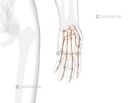 Bones of left hand and wrist | BioDigital Anatomy