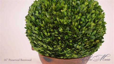 Preserved Boxwood Ball 16 Inch Youtube