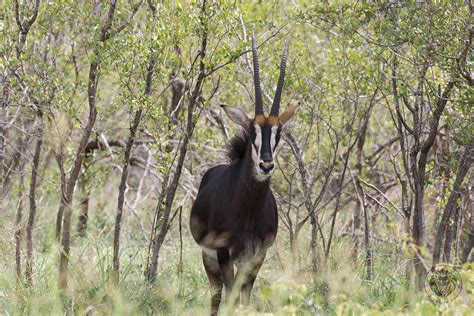 Wildlife Den South African Wildlife Photography Sable Antelope