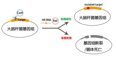 大肠杆菌基因敲除、基因敲入、定点突变服务 稳定细胞系构建大肠杆菌基因编辑慢病毒载体英茂盛业生物科技有限公司