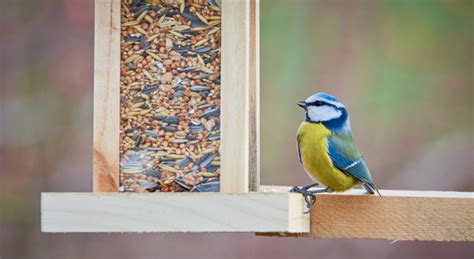 Nourrir les oiseaux du jardin mangeoire connectée