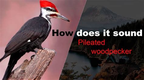 Pileated Woodpecker Calls: Learn the Four Most Common Sounds – Nature ...