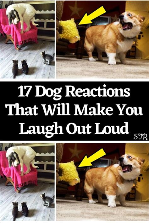 17 Dog Reactions That Will Make You Laugh Out Loud | Dogs, Cute dog ...