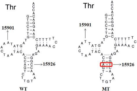 Secondary Structure Of Mt TRNA Thr Gene Arrows Indicate The M A15901G