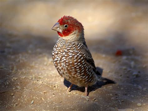 Red-headed Finch Facts, Care as Pets, Pictures