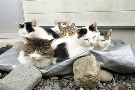 冬の野良猫、どこにいる？寒い季節を乗り越えるその過ごし方とは？｜猫の総合情報サイト ペットスマイルニュースforネコちゃん