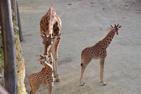 En Images Girafes Aras L Muriens Au Bioparc De Dou Ces Naissances