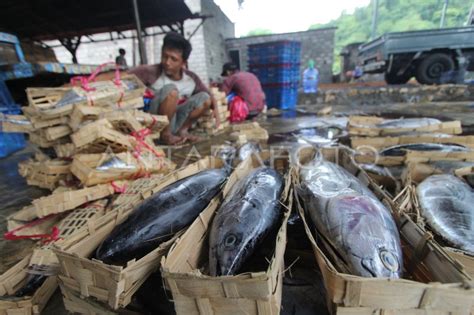 Pengolahan Ikan Pindang Antara Foto