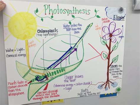 Flow Diagram Showing The Inputs And Outputs Of Photosynthesi