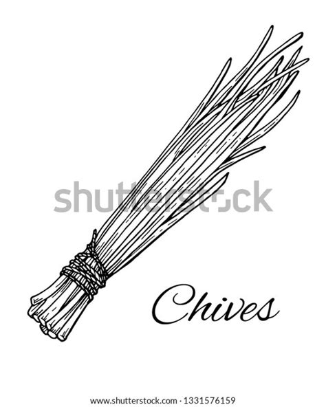 Chives Sketch Images Stock Photos Vectors Shutterstock