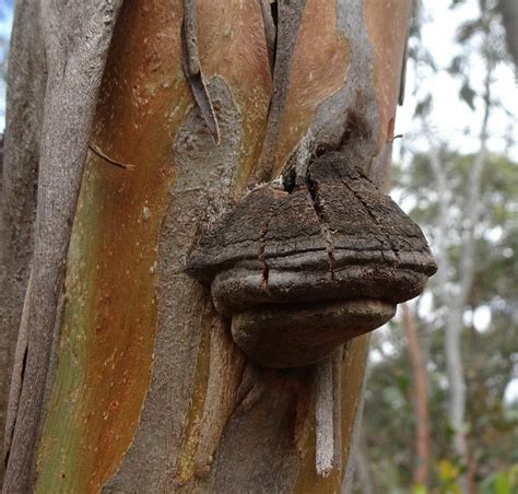 Hymenochaetaceae From Long Forest Vic Australia On March