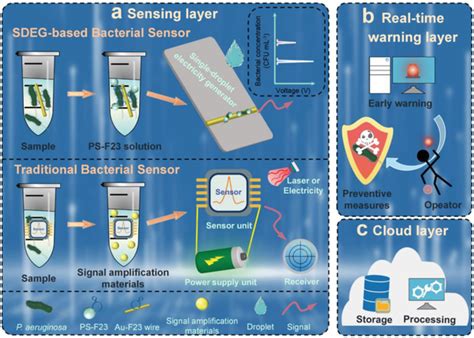 Schematic illustration of the SDEG‐based bacterial biosensor and its ...
