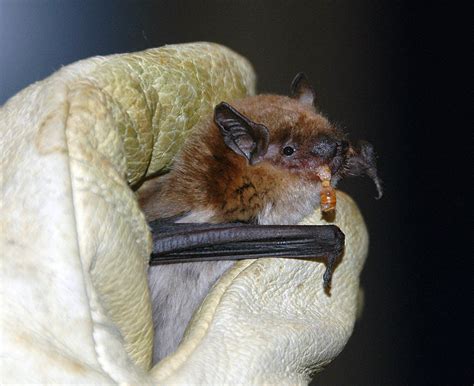 Big Brown Bat Eats A Meal Worm A Big Brown Bat Munches On Flickr