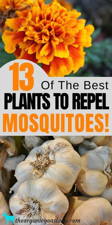 13 Plants That Repel Mosquitoes The Organic Goat Lady Mosquito Repelling Plants Natural